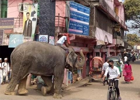 ছবি : রাউজানে হাতি নিয়ে চাঁদাবাজি করছেন এক যুবক।