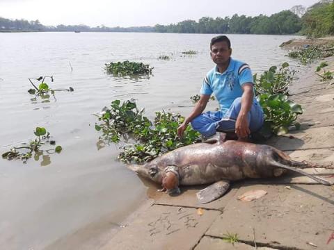 ছবি : হালদায় মৃত ডলফিন।