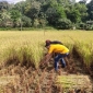 চলতি মৌসুমে কাপ্তাই উপজেলায় বোরো ধানের বাম্পার ফলন, কৃষকের মুখে হাসি