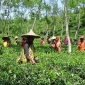 ছুটির দাবিতে আজ সকল চা বাগানে মানববন্ধনের ডাক