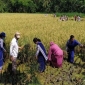 যশোর শিক্ষা বোর্ডের চেয়ারম্যান শিক্ষক-শিক্ষার্থীদের নিয়ে ধান কাটলেন