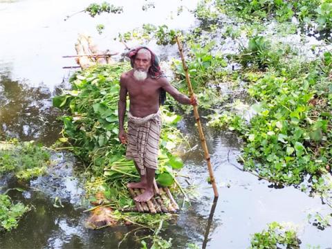 গরুর খাদ্য ভাসমান কচুরীপানা