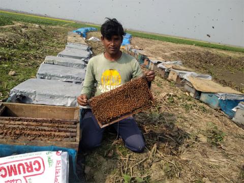 ছবি : চলনবিলের মাঠ গুলোতে এভাবেই চলছে মধু সংগ্রহ।