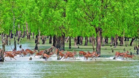 সুন্দরবনের সৌন্দর্য্য