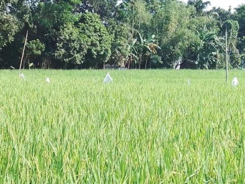 ছবি : সংবাদ সংক্রান্ত
