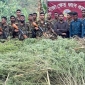 মহালছড়ি সেনাবাহিনী কর্তৃক ১০০ বিঘা গাঁজা ক্ষেত ধ্বংস