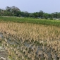 একশ বিঘা বোরো ধান ক্ষেত পুড়ে যাওয়ায় হতাশায় কৃষক