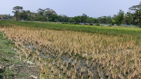 ছবি : সংবাদ সংক্রান্ত