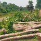 তীব্র দাবদাহে মধ্যে কুষ্টিয়ায় ৩ হাজার গাছ কাটার প্রক্রিয়া করেছে বন বিভাগ