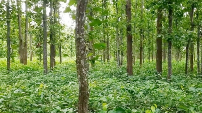 দিনাজপুর বন বিভাগের ৫হাজার একর জমি বেদখল