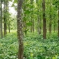 দিনাজপুর বন বিভাগের ৫হাজার একর জমি বেদখল
