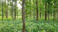 দিনাজপুর বন বিভাগের ৫হাজার একর জমি বেদখল