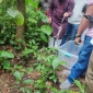 হাজারীখিল অভয়ারণ্যে অবমুক্ত করা হল ৩৩ অজগর ছানা