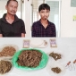 পার্বতীপুরে যৌথবাহিনীর অভিযানে গাঁজাসহ পিতা ও পুত্র গ্রেফতার