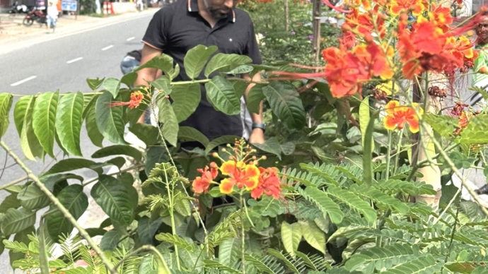 জাকির এর উদ্যোগে কুষ্টিয়া শহর নতুন রূপে সেজেছে