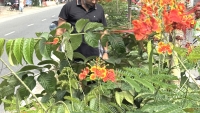 জাকির এর উদ্যোগে কুষ্টিয়া শহর নতুন রূপে সেজেছে