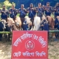 মিরসরাইয়ে বিজিবির অভিযানে ভারতীয় গরু জব্দ