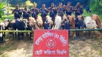 মিরসরাইয়ে বিজিবির অভিযানে ভারতীয় গরু জব্দ