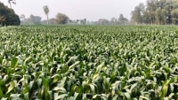 পার্বতীপুরে ভুট্টার বাম্পার ফলন