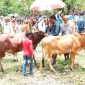 বেতবুনিয়ায় জমে  উঠেছে  কোরবানির পশুর হাট