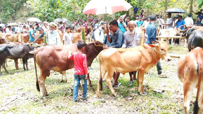 বেতবুনিয়ায় জমে  উঠেছে  কোরবানির পশুর হাট