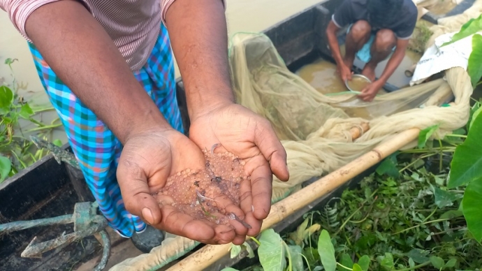হালদা নদীতে ডিম ছেড়েছে মা মাছ