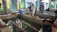 হালদায় চড়া দামে রেণু বিক্রি