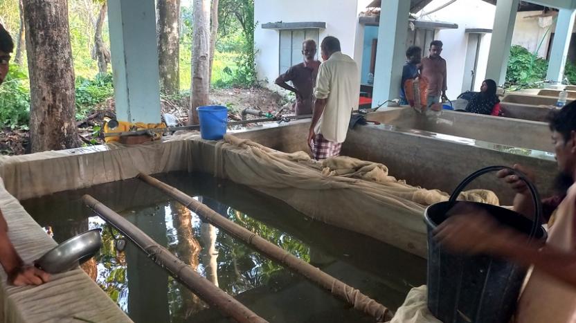 হালদায় চড়া দামে রেণু বিক্রি