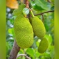 আমের রাজ্যে গাছে গাছে শোভা পাচ্ছে রসালো ফল কাঁঠাল