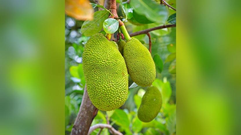 আমের রাজ্যে গাছে গাছে শোভা পাচ্ছে রসালো ফল কাঁঠাল