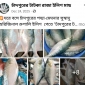অনলাইনে চাঁদপুরের ইলিশ কেনার ফাঁদ : কুরিয়ার সার্ভিসের নামে অভিনব জালিয়াতি