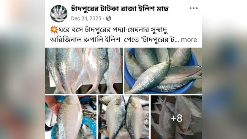 অনলাইনে চাঁদপুরের ইলিশ কেনার ফাঁদ : কুরিয়ার সার্ভিসের নামে অভিনব জালিয়াতি