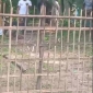 টেন্ডারবিহীন ৭ লাখ টাকার সরকারি গাছ লুটের নিউজ করায় সাংবাদিকের ঘর দখল