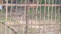 টেন্ডারবিহীন ৭ লাখ টাকার সরকারি গাছ লুটের নিউজ করায় সাংবাদিকের ঘর দখল