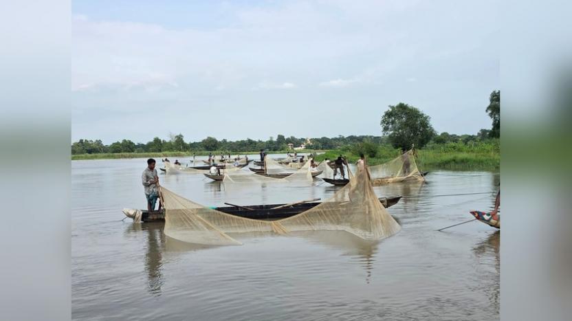 হালদায় দ্বিতীয় দফায় ডিম ছেড়েছে মা মাছ, সংগ্রহ কম