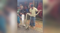 রাঙ্গুনিয়াতে অজগর উদ্ধার : ঠান্ডাছড়ির গহীন অরণ্যে অবমুক্ত