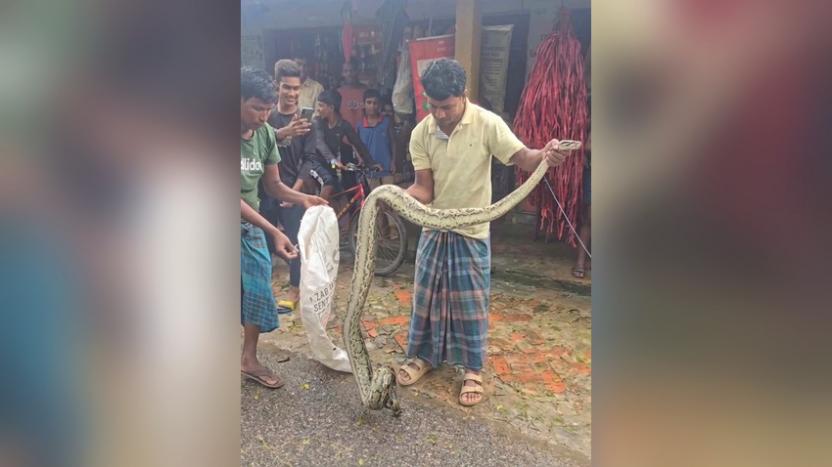 রাঙ্গুনিয়াতে অজগর উদ্ধার : ঠান্ডাছড়ির গহীন অরণ্যে অবমুক্ত