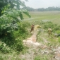 আত্রাইয়ে সরকারি গাছ কাটার অপরাধে  জরিমানা