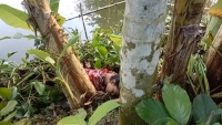 নবীগঞ্জে বড় ভাইয়ের হাতে ছোট বোন খুন: ঘাতক পলাতক