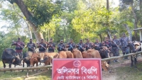 বিজিবির অভিযানে করেরহাট থেকে ভারতীয় গরু জব্দ